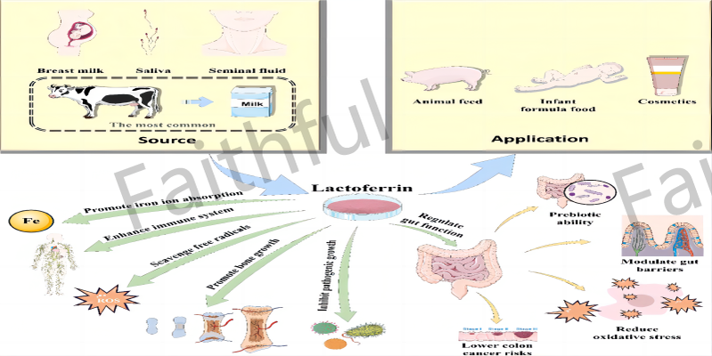 Lactoferrin powder efficacy Lactoferrin powder efficacy